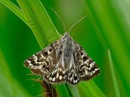 Attēlu rezultāti vaicājumam “Callistege mi”