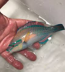 Image result for Scarus taeniopterus