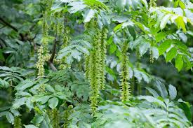Attēlu rezultāti vaicājumam “Pterocarya fraxinifolia leaf”