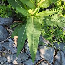 Attēlu rezultāti vaicājumam “Dipsacaceae”