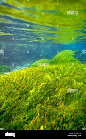 Attēlu rezultāti vaicājumam “Chara polyacantha”