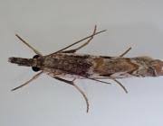 Attēlu rezultāti vaicājumam “Platytes alpinella”