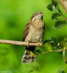 Attēlu rezultāti vaicājumam “Jynx torquilla adult”