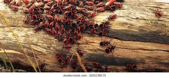 Attēlu rezultāti vaicājumam “Pyrrhocoris apterus imago”