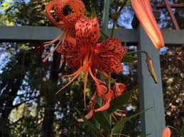 Attēlu rezultāti vaicājumam “Lilium lancifolium flower”