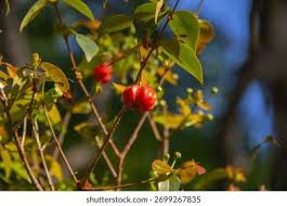 Attēlu rezultāti vaicājumam “Moneses uniflora fruit”