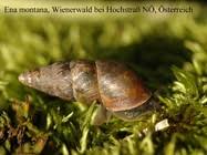 Attēlu rezultāti vaicājumam “Ena montana”