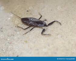 Attēlu rezultāti vaicājumam “Nepa cinerea nymph”