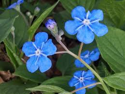 Image result for Omphalodes verna