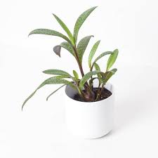 Attēlu rezultāti vaicājumam “Lycogala leopardinum sessile”