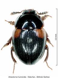 Attēlu rezultāti vaicājumam “Anisotoma humeralis”