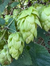 Attēlu rezultāti vaicājumam “Humulus lupulus fruit”