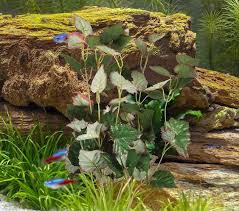 Attēlu rezultāti vaicājumam “Trapaceae”