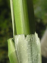 Attēlu rezultāti vaicājumam “Typha angustifolia  leaf”