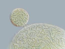 Attēlu rezultāti vaicājumam “Nostoc pruniforme macro”