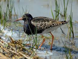 Attēlu rezultāti vaicājumam “Philomachus pugnax adult”