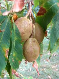 Attēlu rezultāti vaicājumam “Aesculus flava fruit”