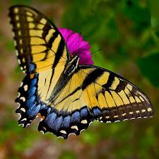 Image result for Papilionoidea