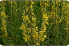 Image result for Verbascum densiflorum