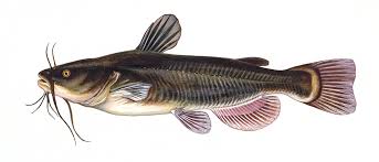 Image result for Ameiurus melas