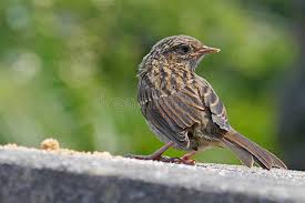 Attēlu rezultāti vaicājumam “Prunella modularis adult”