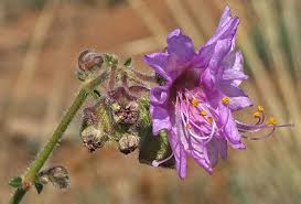 Attēlu rezultāti vaicājumam “Bulbochaete mirabilis”