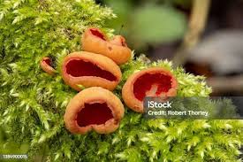 Attēlu rezultāti vaicājumam “Sarcoscypha austriaca”