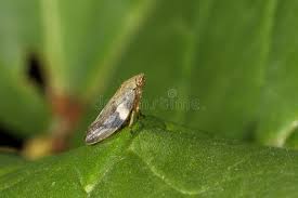 Attēlu rezultāti vaicājumam “Philaenus spumarius nymph”