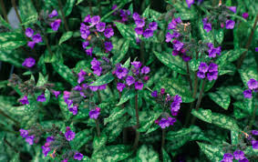 Attēlu rezultāti vaicājumam “Boraginaceae”