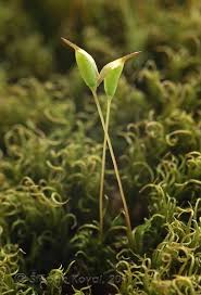 Attēlu rezultāti vaicājumam “Cynodontium strumiferum”