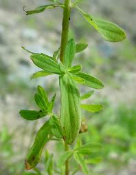 Image result for Hypericum perforatum