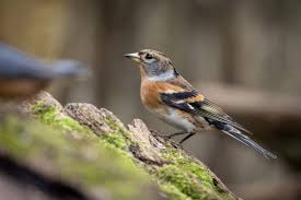 Attēlu rezultāti vaicājumam “Fringilla montifringilla male”