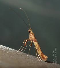 Attēlu rezultāti vaicājumam “Caloptilia hemidactylella”