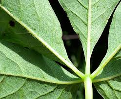Attēlu rezultāti vaicājumam “Parthenocissus quinquefolia leaf”