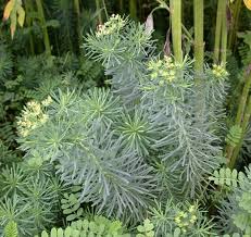 Attēlu rezultāti vaicājumam “Euphorbia cyparissias leaf”