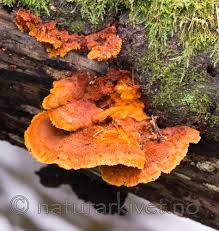 Attēlu rezultāti vaicājumam “Pycnoporellus fulgens”