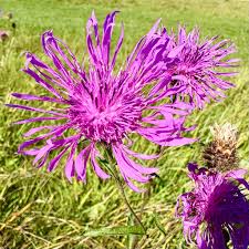 Attēlu rezultāti vaicājumam “Centaurea jacea flower”