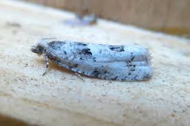 Attēlu rezultāti vaicājumam “Epinotia bilunana”