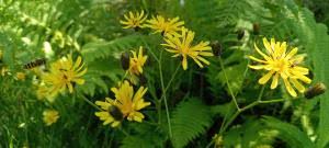 Attēlu rezultāti vaicājumam “Crepis paludosa leaf”