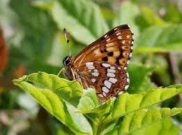 Attēlu rezultāti vaicājumam “Hamearis lucina underside”