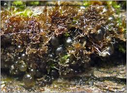 Attēlu rezultāti vaicājumam “Nostoc commune”