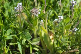 Attēlu rezultāti vaicājumam “Myosotis ramosissima flower”