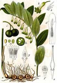 Attēlu rezultāti vaicājumam “Polygonatum odoratum fruit”