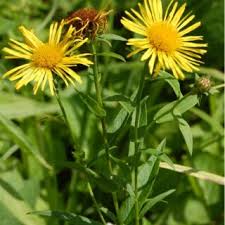 Attēlu rezultāti vaicājumam “Inula salicina bud”