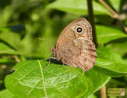 Attēlu rezultāti vaicājumam “Thecabius affinis nymph”