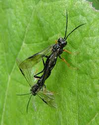 Attēlu rezultāti vaicājumam “Tenthredo mandibularis”