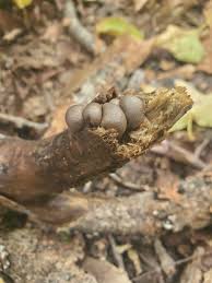 Attēlu rezultāti vaicājumam “Lycogala botrydium”