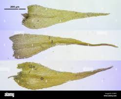 Attēlu rezultāti vaicājumam “Amblystegium serpens”