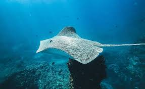 Image result for Himantura uarnak