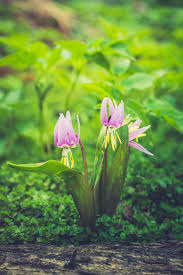 Attēlu rezultāti vaicājumam “Erythronium sibiricum flower”